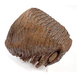 WOOLLY MAMMOTH TOOTH