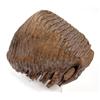 Image 1 : WOOLLY MAMMOTH TOOTH