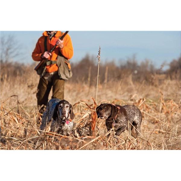 Prairie Fire Ranch - Quail Hunt in Central Oklahoma for 2 Hunters