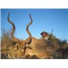 Image 1 : Kujali Hunting Safaris (Kuche) Limpopo - 5 Day Safari for 2 Hunters and 6x Trophy Fees