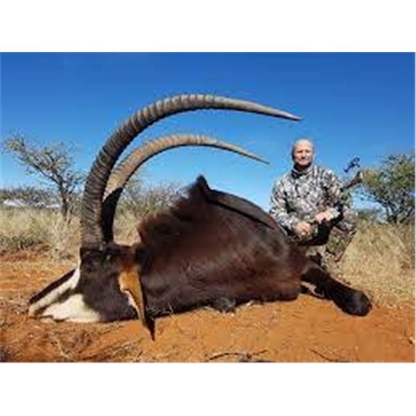 Ingwe Safaris Northern Cape - SABLE TROPHY FEE INCLUDED! 6 Day Safari for 1 Hunter