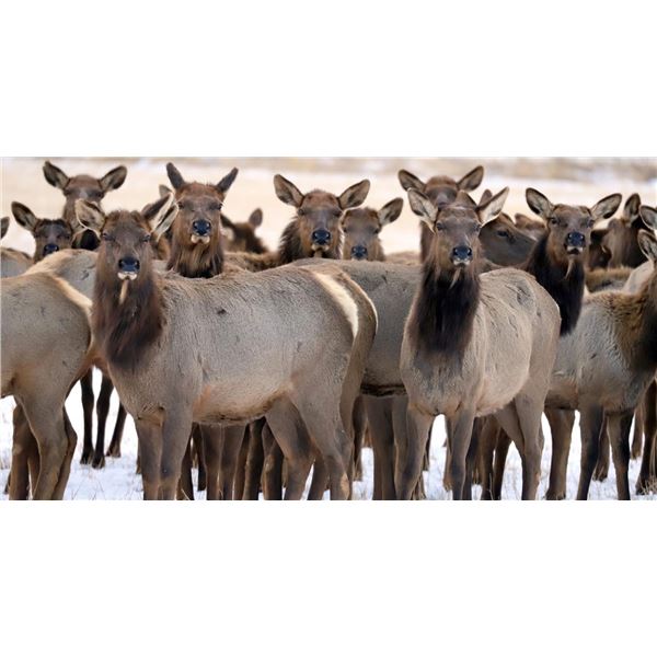 Styx Canyon Ranch - Wichita Mountain Cow Elk & Wild Turkey Hunt Combo