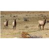 Image 4 : Styx Canyon Ranch - Wichita Mountain Cow Elk & Wild Turkey Hunt Combo