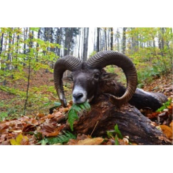 Poland Red Stag Hunt