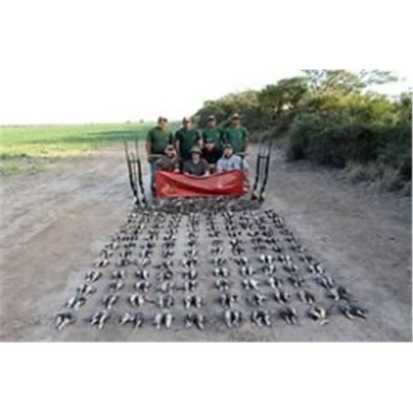 Argentina Dove Hunt