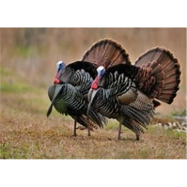 Wild Turkey Hunt
