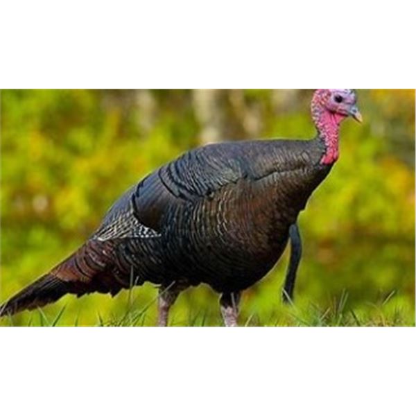 Youth Turkey Hunt