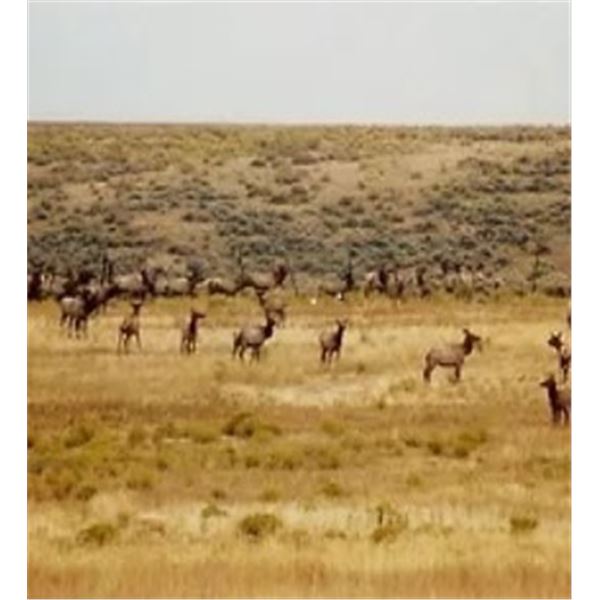 Mule/Whiletail Buck Hunt