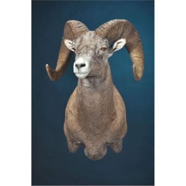 Dewey Wildlife Studio Sheep Shoulder Floor Pedastel with Habitat and a Hardwood Base.
