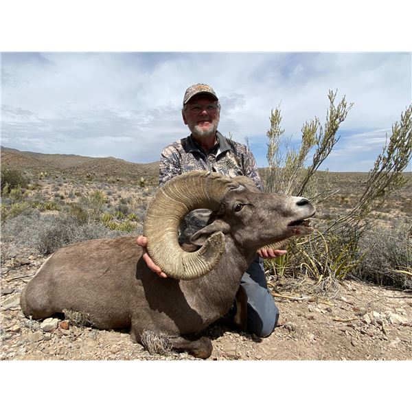 Hunt Desert Sheep in 2024 or 2025 at Rancho LaGuarida