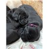 Image 5 : Black Lab Puppy