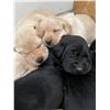 Image 6 : Black Lab Puppy