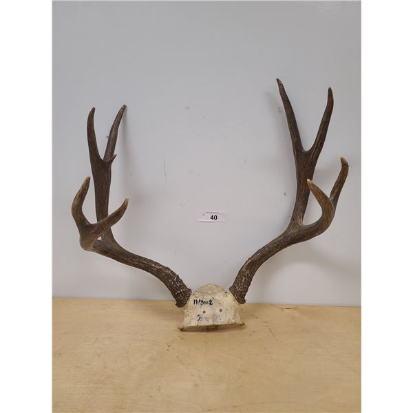 SET OF DEER ANTLERS APPROX 17.5" WIDE