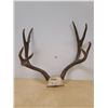 Image 1 : SET OF DEER ANTLERS APPROX 17.5" WIDE