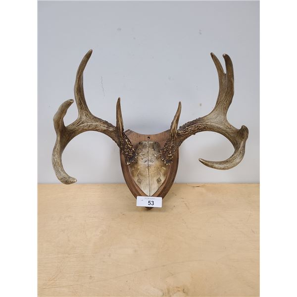 ANTIQUE DEER ANTLER MOUNT, 1916