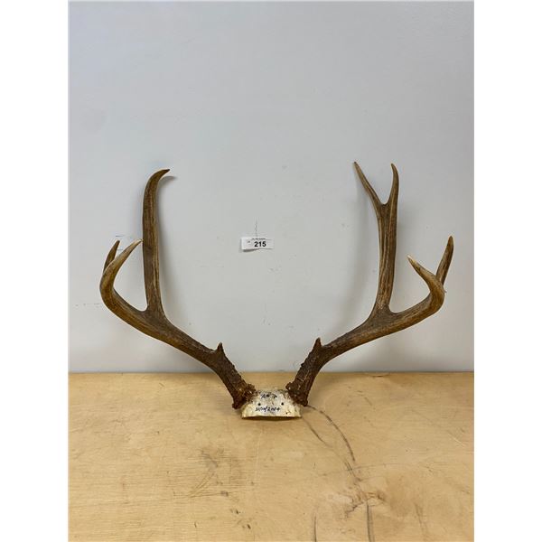 SET OF DEER ANTLERS APPROX 22" WIDE