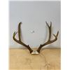 Image 1 : SET OF DEER ANTLERS APPROX 22" WIDE