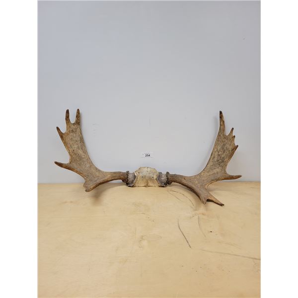 SET OF MOOSE ANTLERS- APPROX 30" WIDE