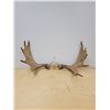 Image 1 : SET OF MOOSE ANTLERS- APPROX 30" WIDE