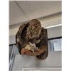 Image 2 : VINTAGE HAWK TAXIDERMY WALL MOUNT