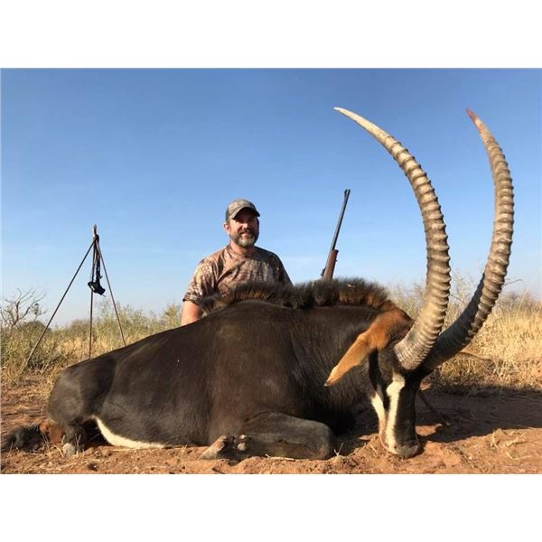 7-day Sable Bull or Roan Antelope Hunt for 1 Hunter in Limpopo