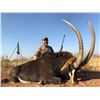 Image 1 : 7-day Sable Bull or Roan Antelope Hunt for 1 Hunter in Limpopo