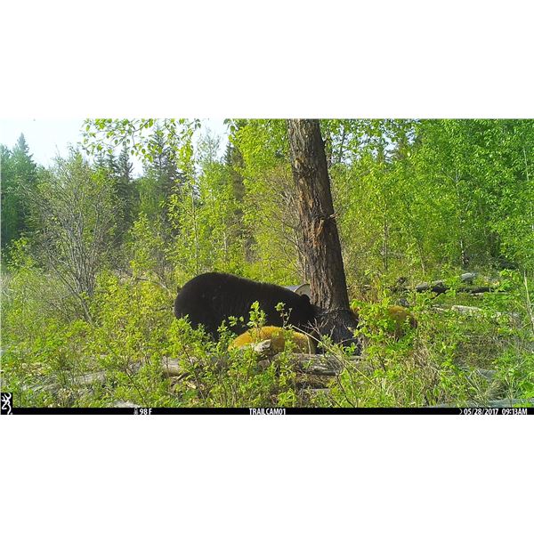 Youth Black Bear Hunt