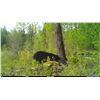 Image 1 : Youth Black Bear Hunt