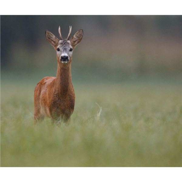Serbian Roe Deer Hunt
