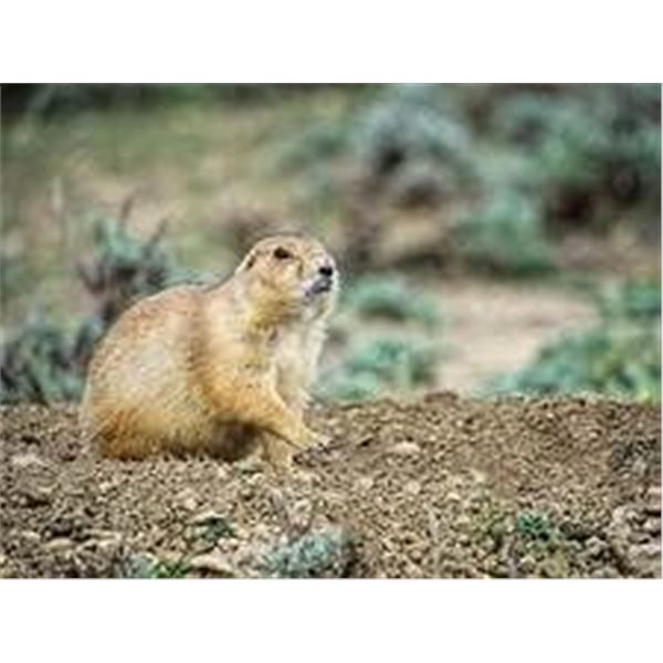 Prairie Dog Shoot