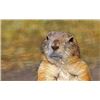 Image 2 : Prairie Dog Shoot