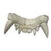 Image 2 : Beauty and the Beast (2017) - Beast (Dan Stevens) Teeth Cast