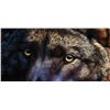 Image 1 : Bonnie Marris-Hypnotist the Black Wolf