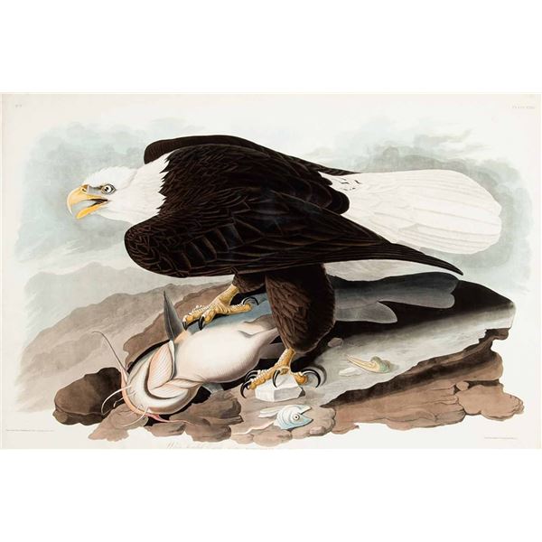 John J. Audubon-White Headed Eagle