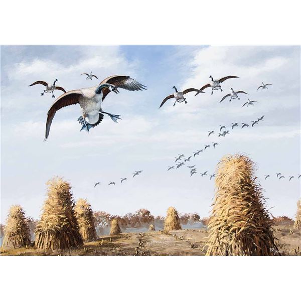 David Maass-Canada Geese Coming in for a Landing