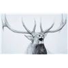 Image 1 : Robert Bateman-Bugling Elk at Mammoth
