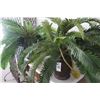 Image 1 : 5-Silk Plant in Planter - 5 X $