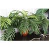 Image 2 : 5-Silk Plant in Planter - 5 X $