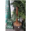 Image 1 : 2-Large Potted Palm - 2 X $