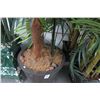 Image 2 : 2-Large Potted Palm - 2 X $
