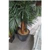 Image 3 : 2-Large Potted Palm - 2 X $