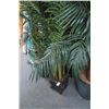 Image 1 : 2-Potted Palms - 2 X $