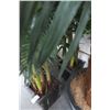 Image 2 : 2-Potted Palms - 2 X $