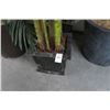 Image 3 : 2-Potted Palms - 2 X $