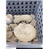 Image 3 : Interesting Lot of Assorted Fossils