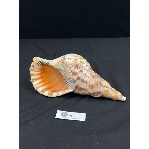 Giant Charonia Tritonis  - Triton Trumpet SeaShell 13.25"