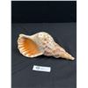 Image 1 : Giant Charonia Tritonis  - Triton Trumpet SeaShell 13.25"