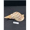 Image 2 : Giant Charonia Tritonis  - Triton Trumpet SeaShell 13.25"