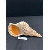 Image 3 : Giant Charonia Tritonis  - Triton Trumpet SeaShell 13.25"