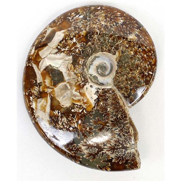 Large Moraccan Opalized Ammonite Fossil